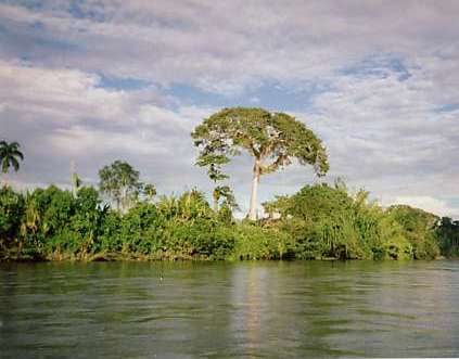 Arbre